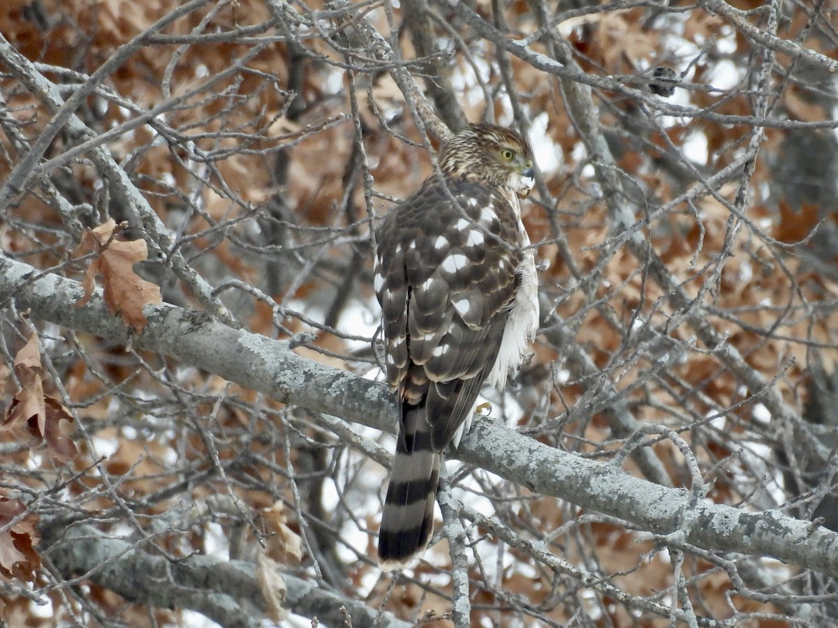 Cooper's Hawk - ML646480505