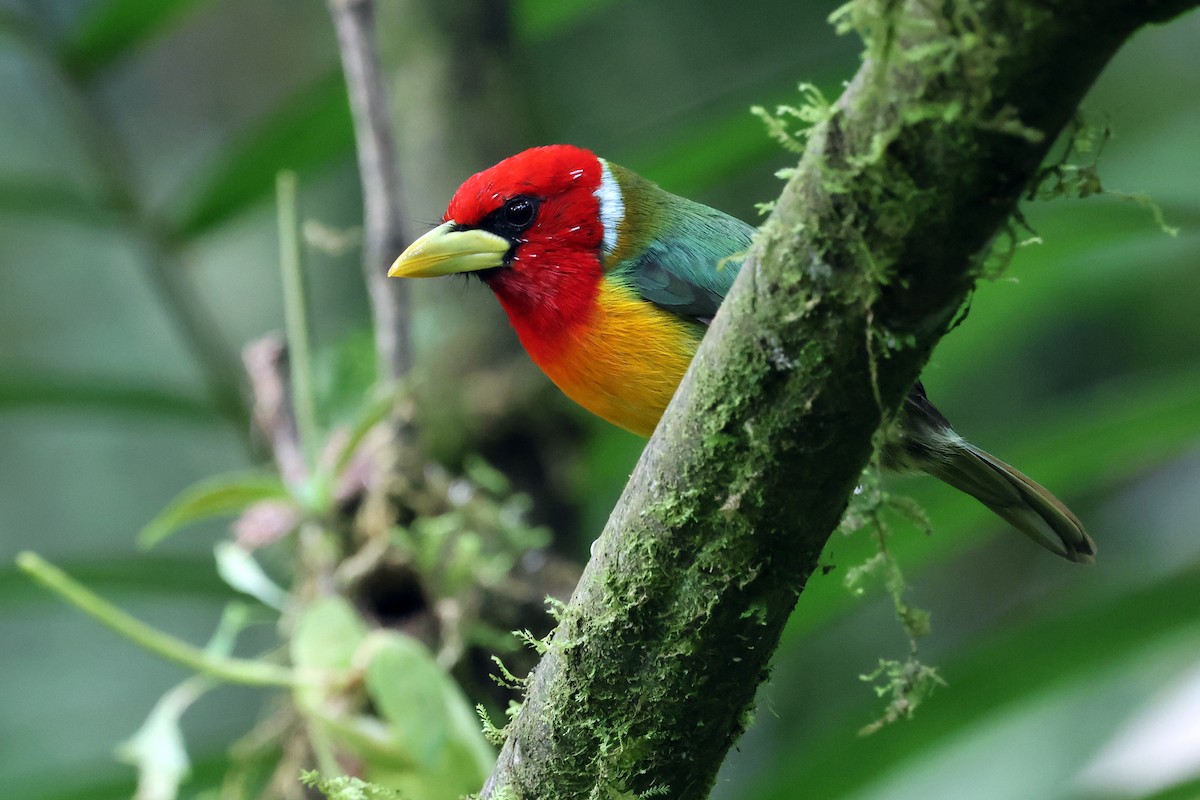 Red-headed Barbet - ML646480506