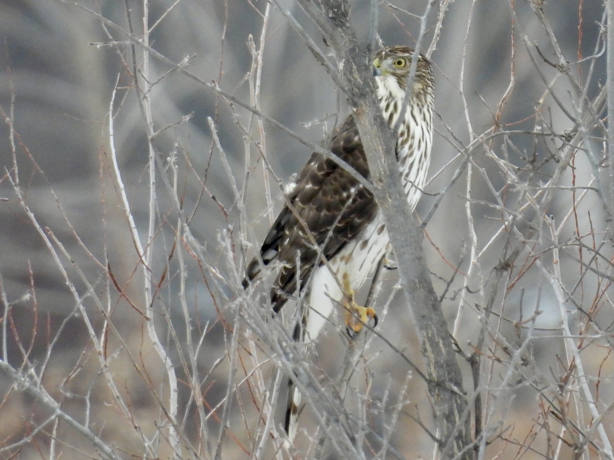 Cooper's Hawk - ML646480507