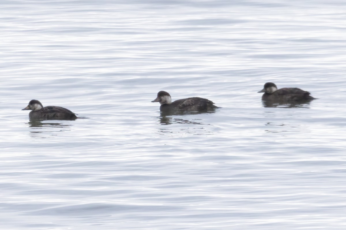 Американская синьга - ML646480508