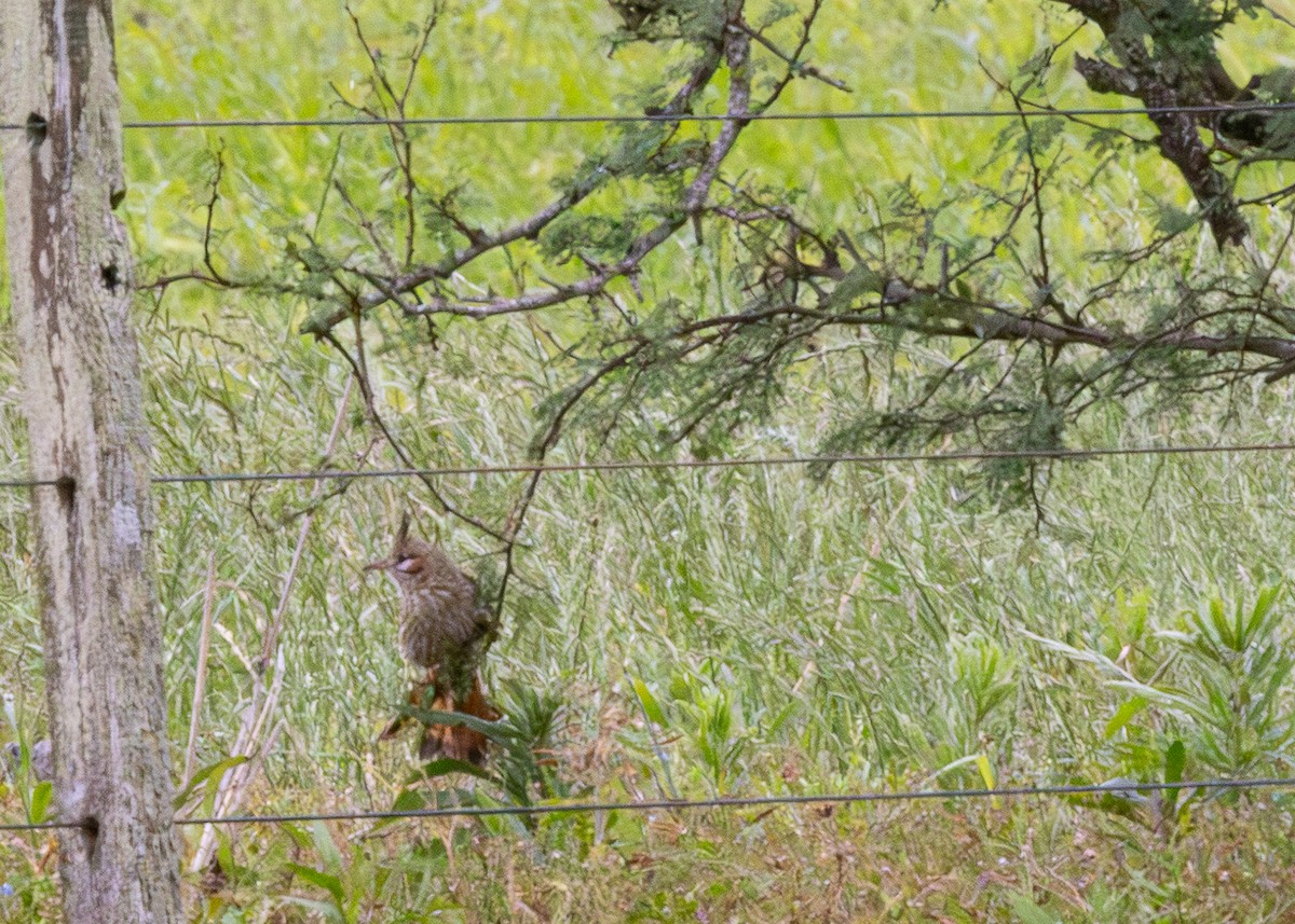 Lark-like Brushrunner - ML646480510