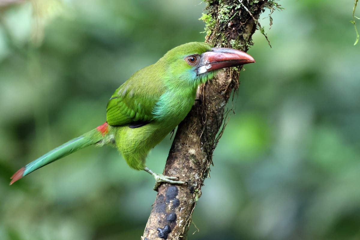 Crimson-rumped Toucanet - ML646480511