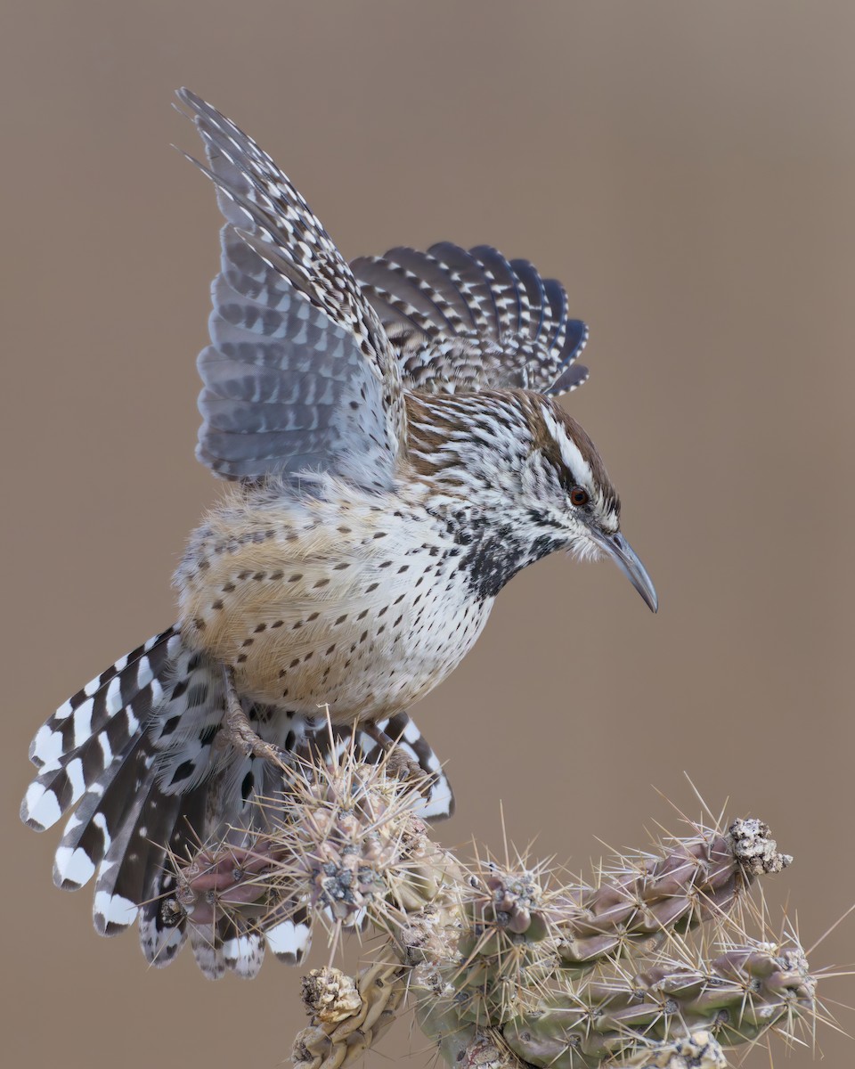 střízlík kaktusový - ML646480513