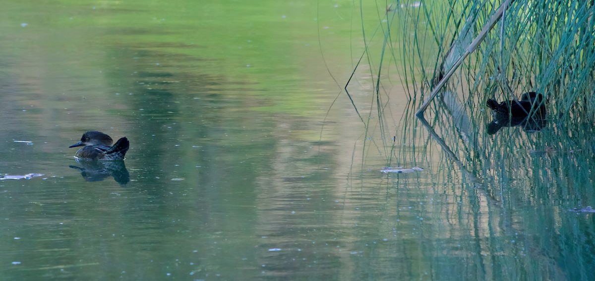 Smergo dal cappuccio - ML646480514