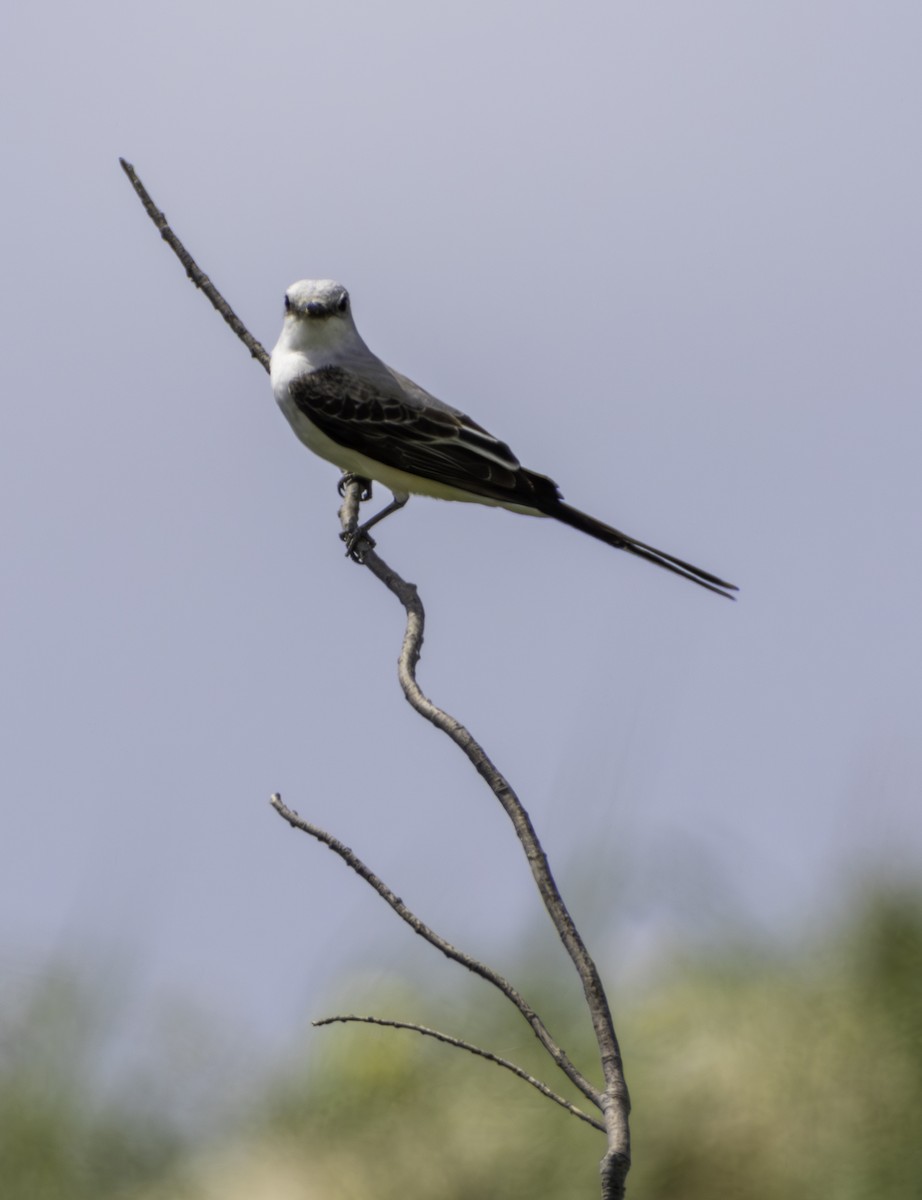 Scissor-tailed Flycatcher - ML646480526