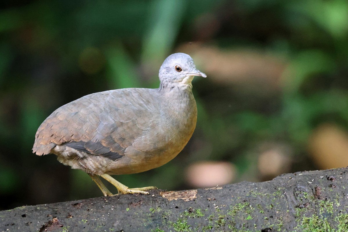 Little Tinamou - ML646480527