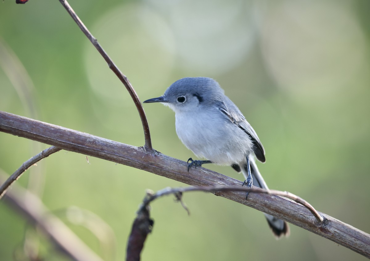 Cuban Gnatcatcher - ML646480529