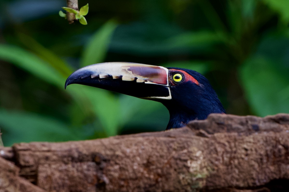 Collared Aracari - ML646480530
