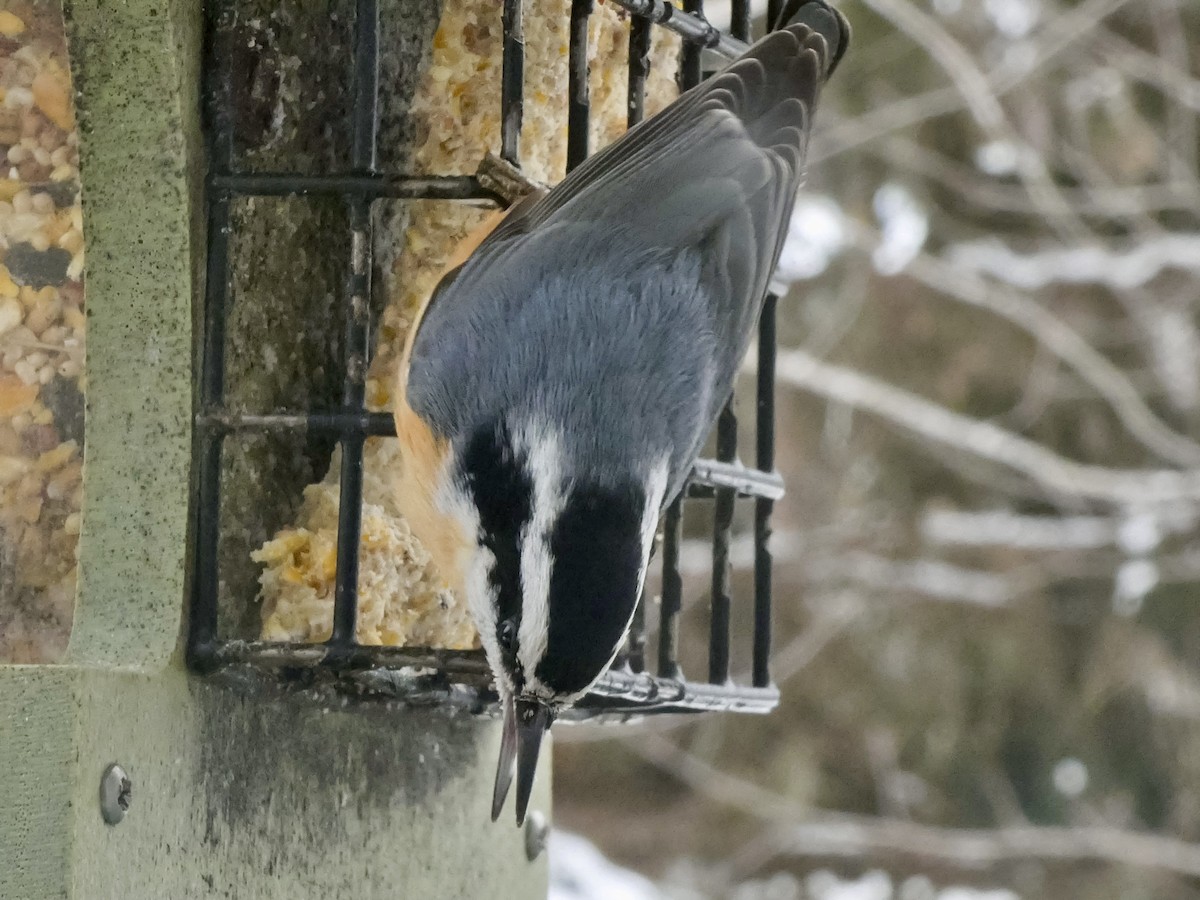 Red-breasted Nuthatch - ML646480531