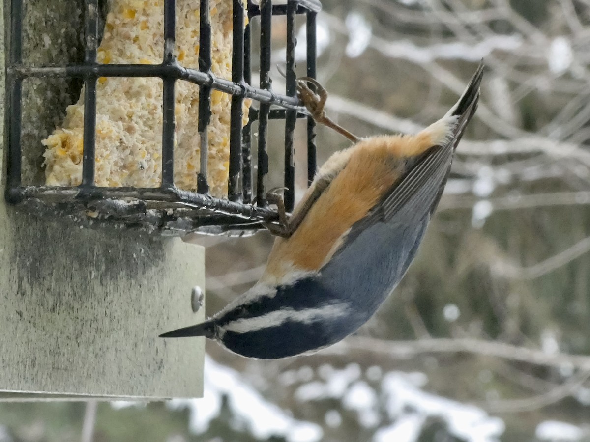 Red-breasted Nuthatch - ML646480532