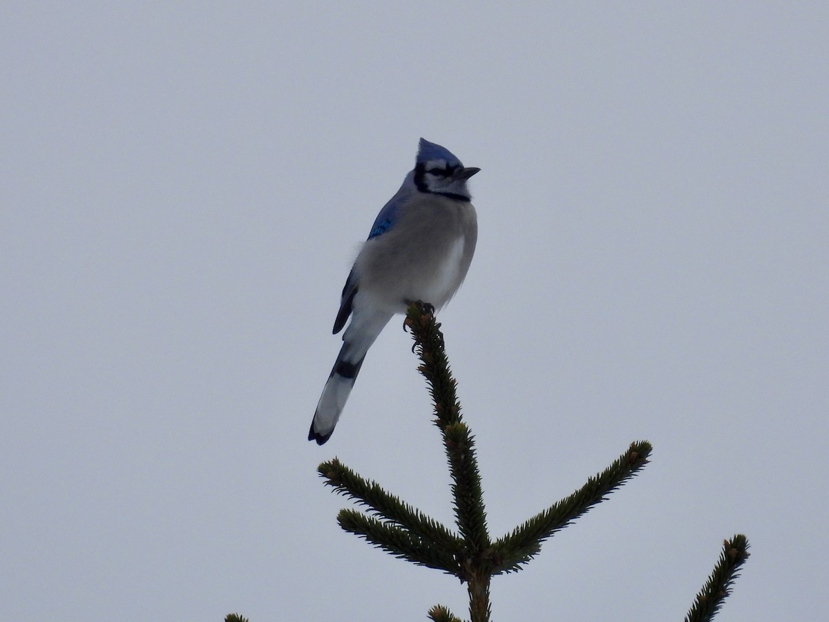 Blue Jay - ML646480535