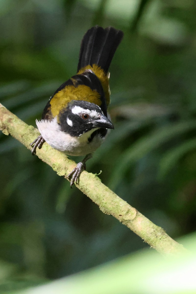 Black-winged Saltator - ML646480536