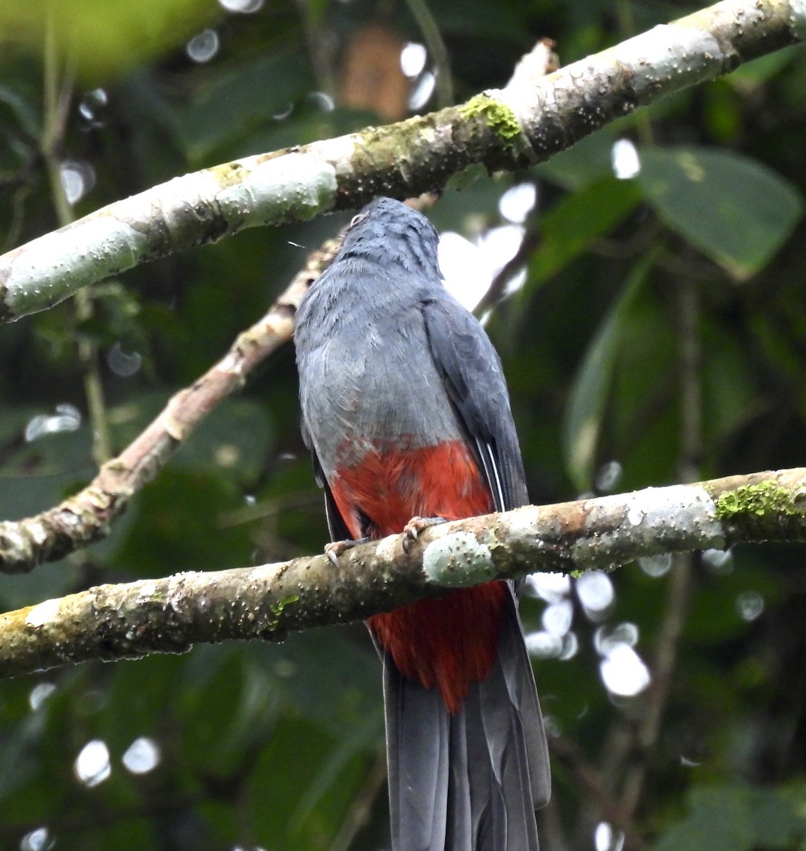 Black-tailed Trogon - ML646480537