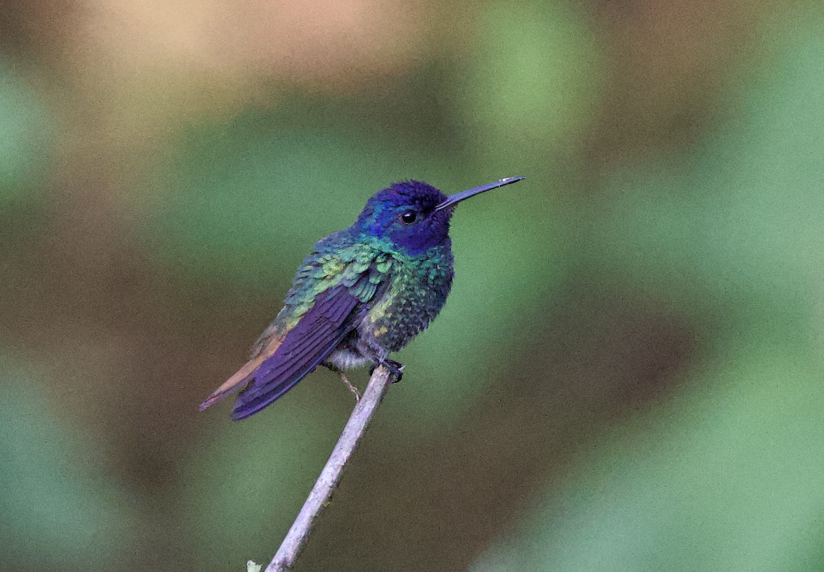 Altın Kuyruklu Zümrüt - ML646480539