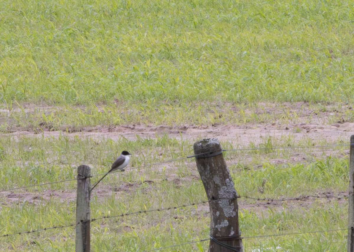 Fork-tailed Flycatcher - ML646480540