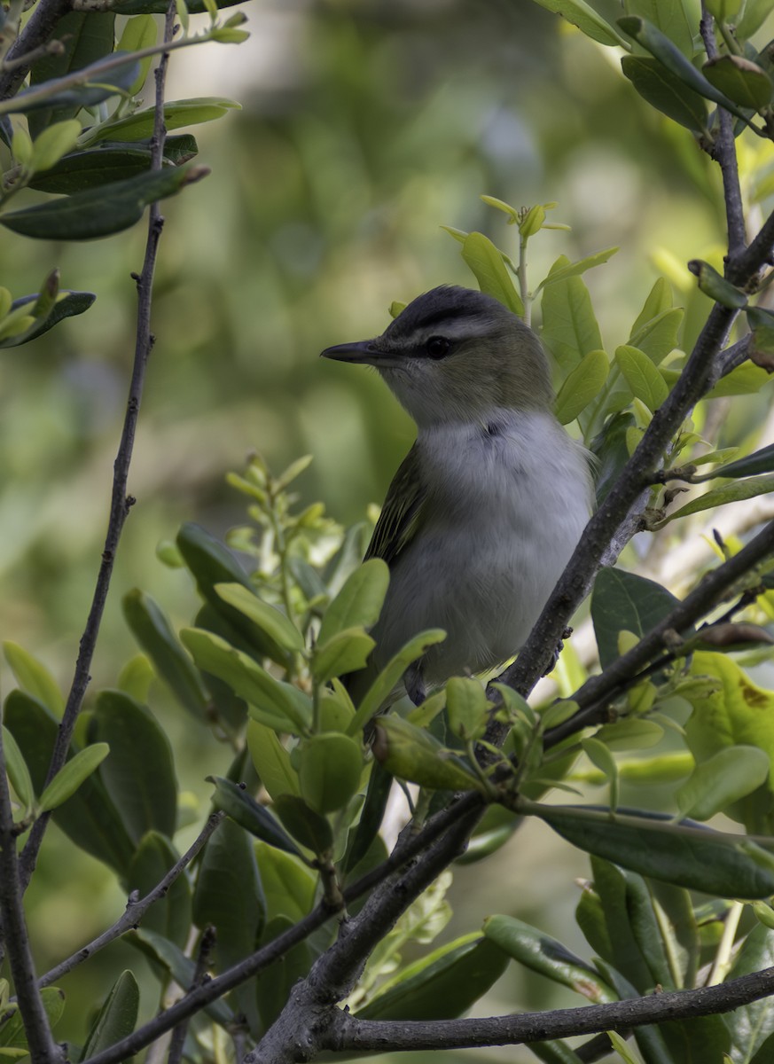 Red-eyed Vireo - ML646480541