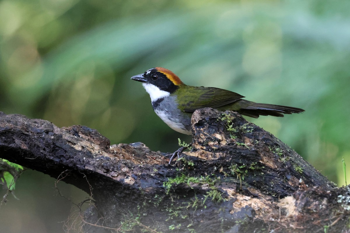 Chestnut-capped Brushfinch (Chestnut-capped) - ML646480544
