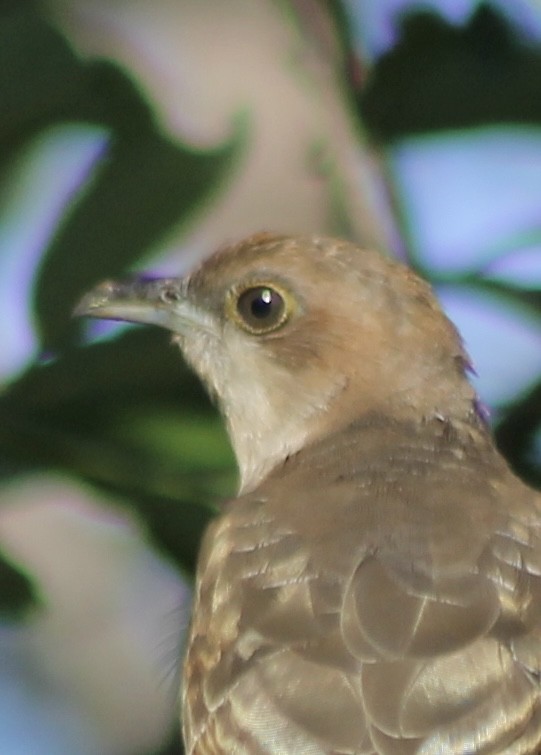 Black-billed Cuckoo - ML646480548