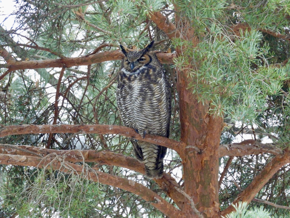 Great Horned Owl - ML646480549