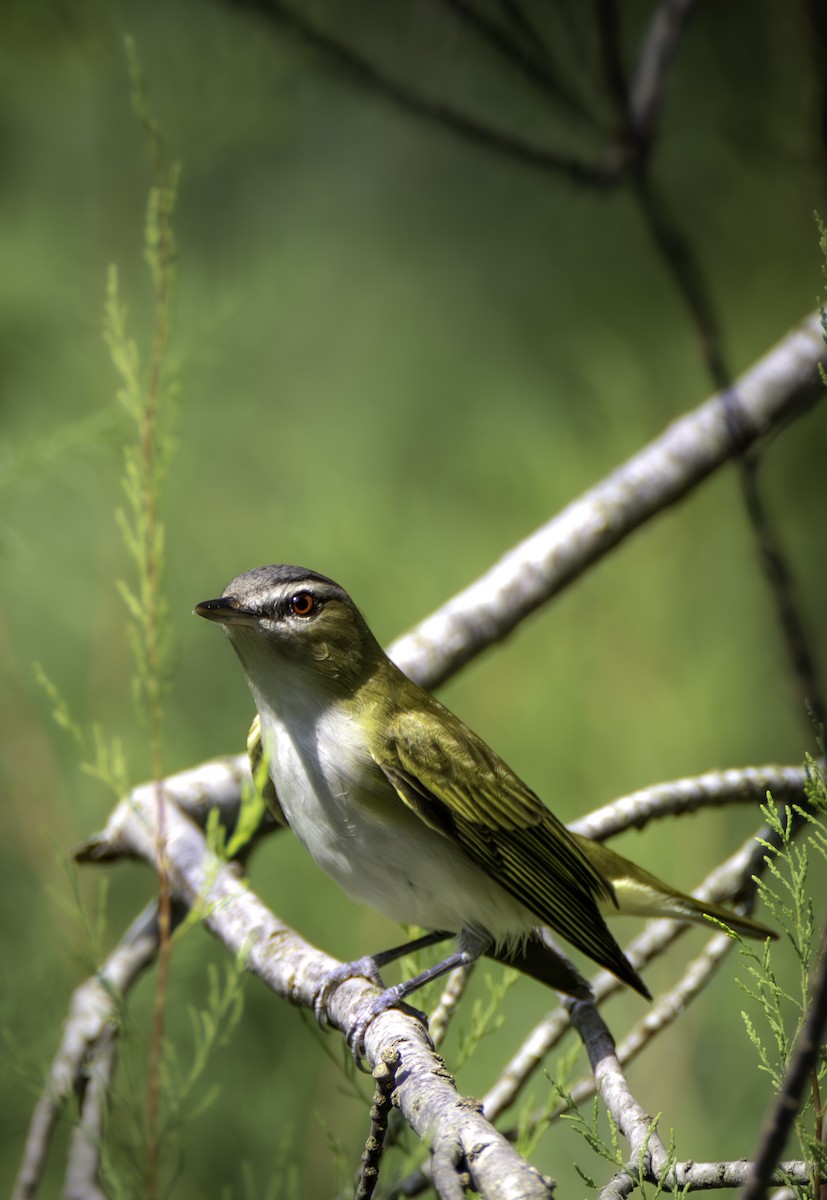 Red-eyed Vireo - ML646480550