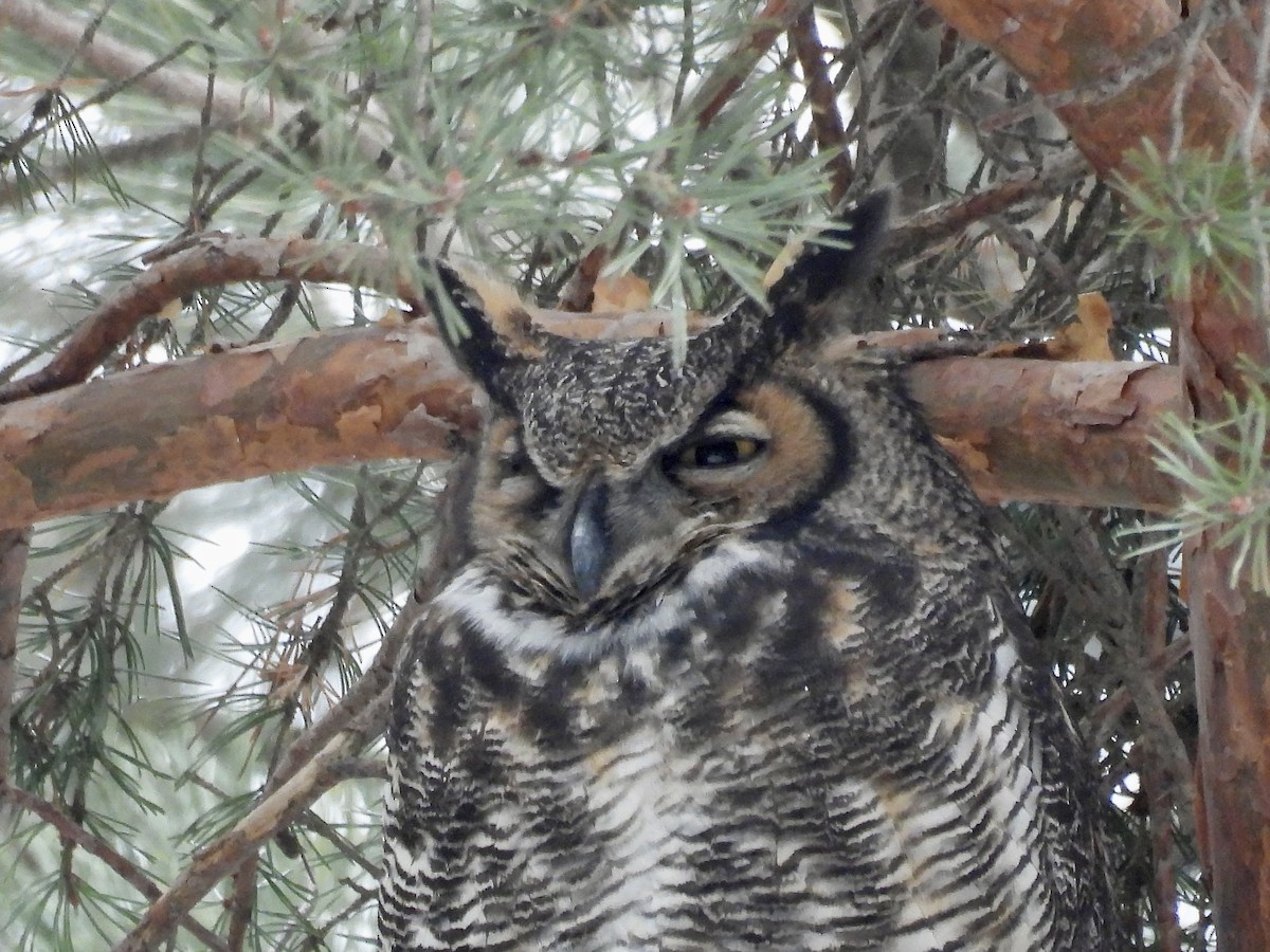 Great Horned Owl - ML646480551