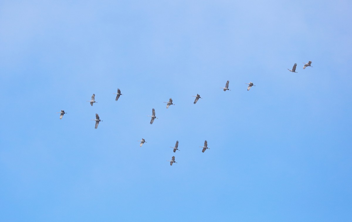 Sandhill Crane - ML646480552