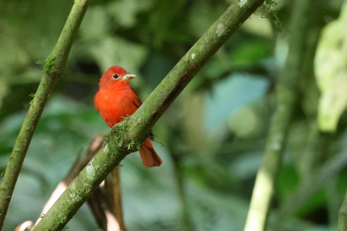 Summer Tanager - ML646480554