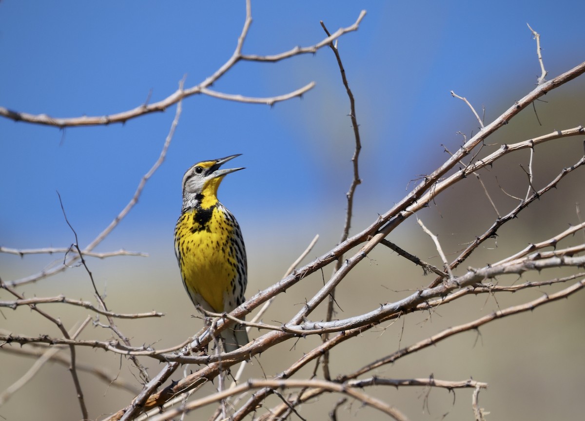 Eastern Meadowlark - ML646480557