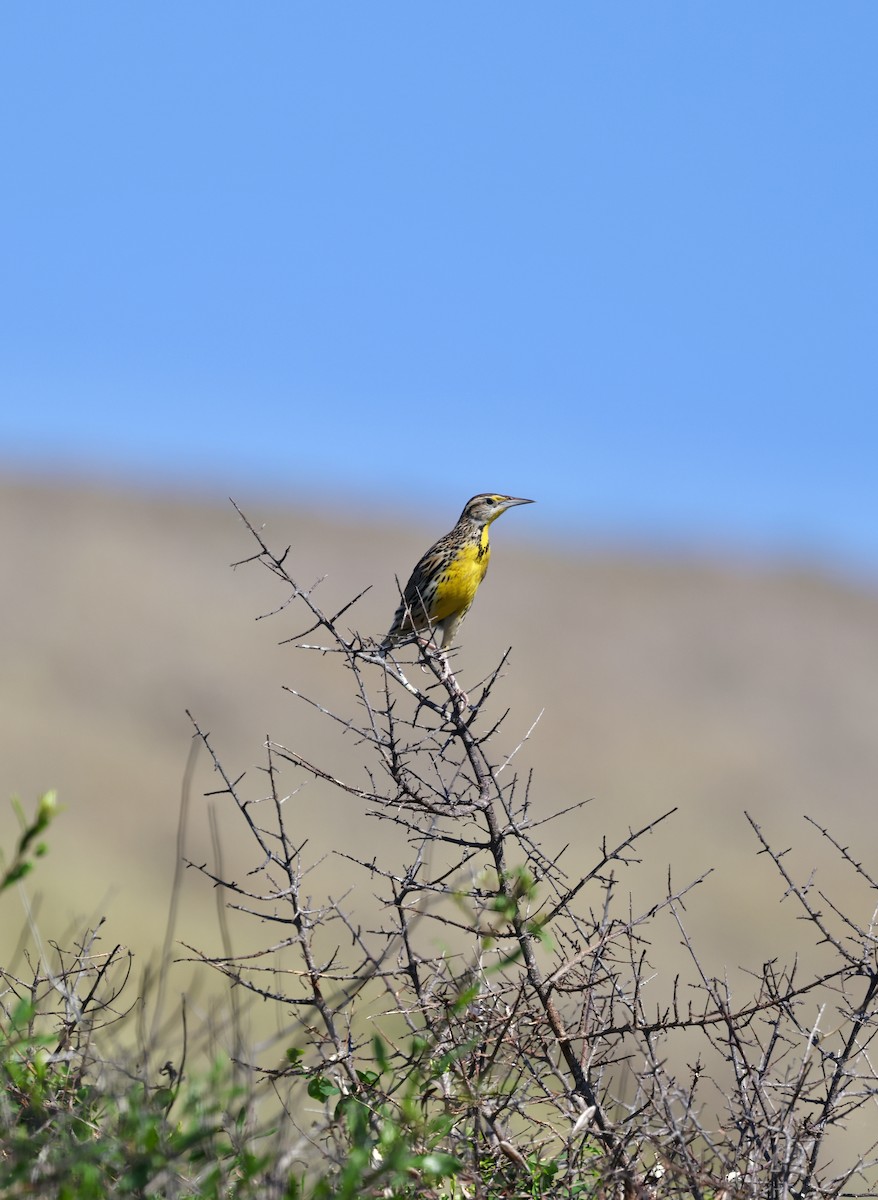 Eastern Meadowlark - ML646480558