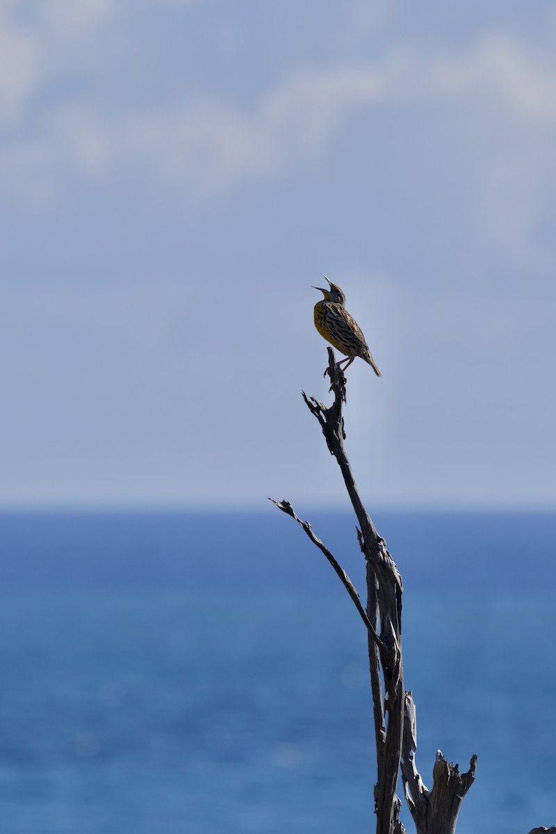 Eastern Meadowlark - ML646480559