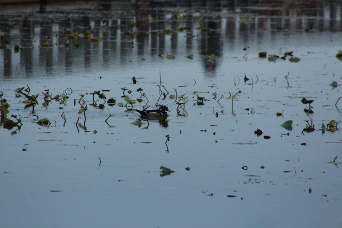 Ahate karolinarra - ML646480562