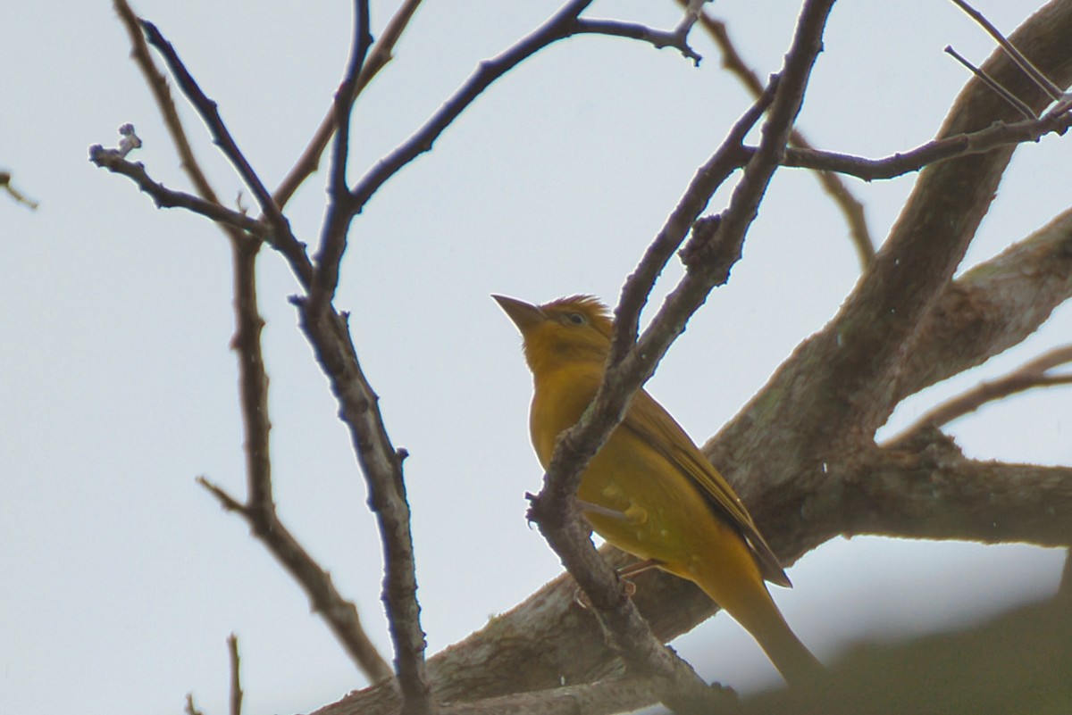 ナツフウキンチョウ - ML646480563