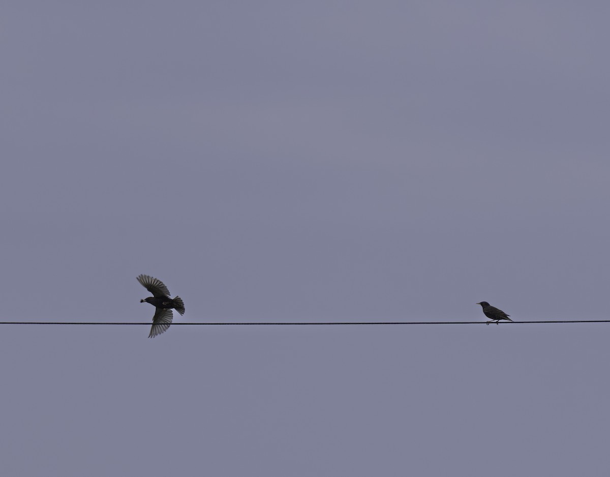 European Starling - ML646480567