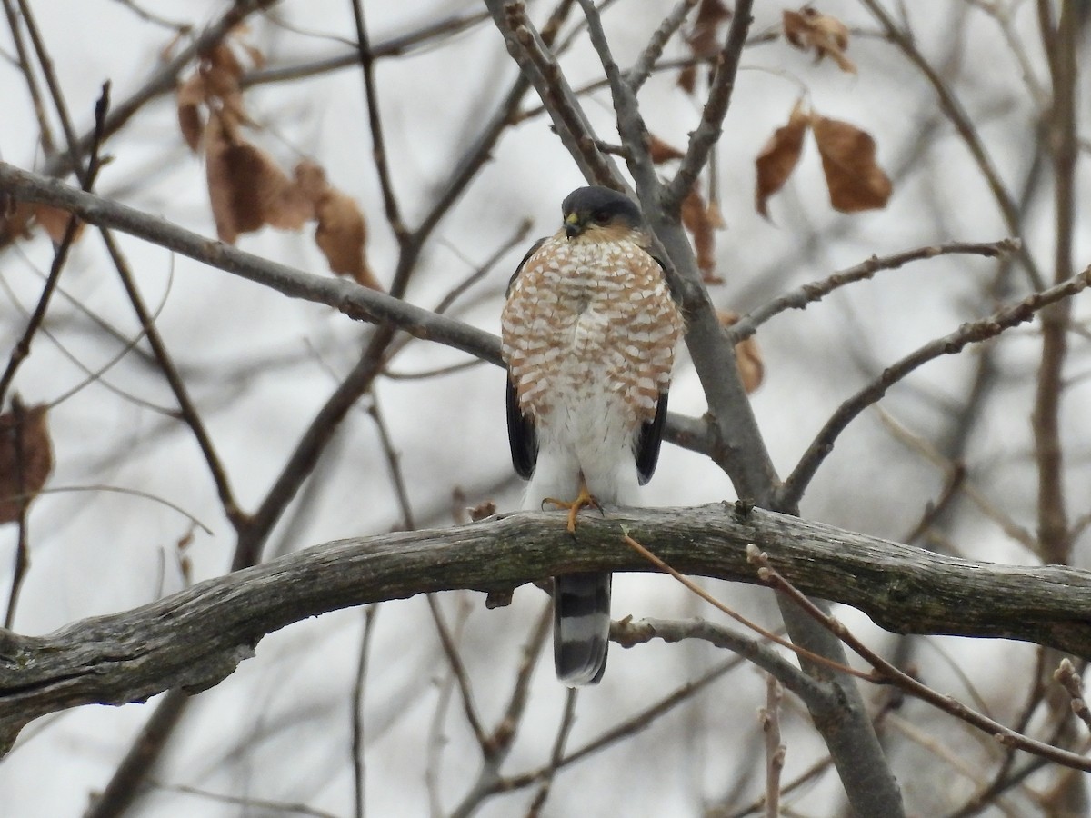 Sharp-shinned Hawk - ML646480569