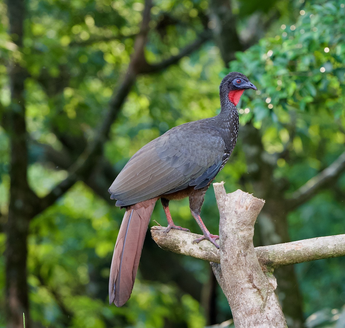 Crested Guan - ML646480574