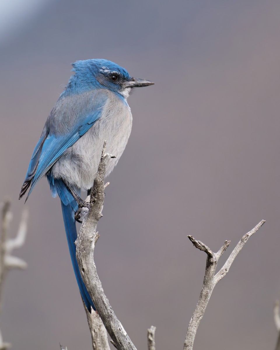 sojka vnitrozemská - ML646480577