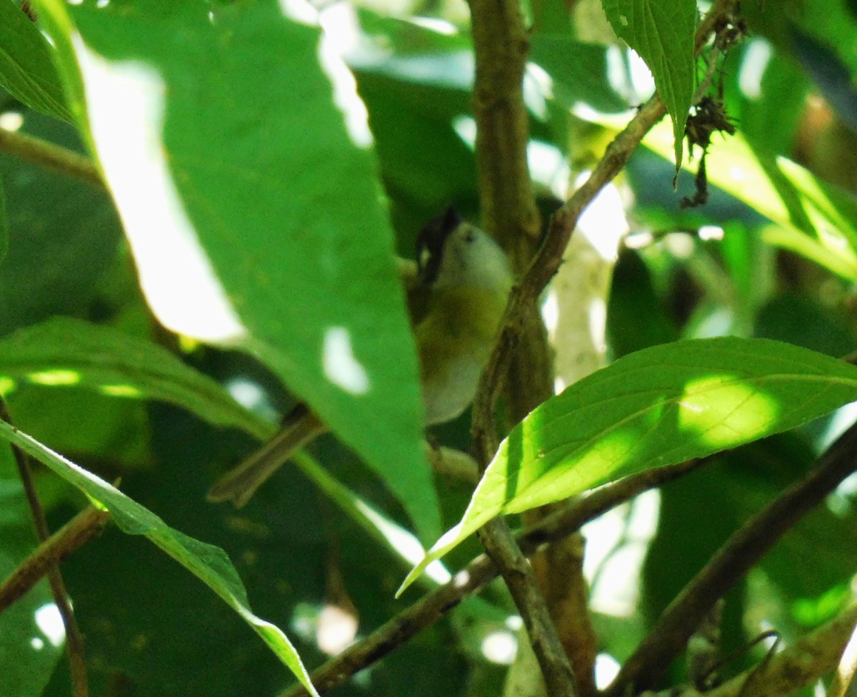 Common Chlorospingus - ML646480578