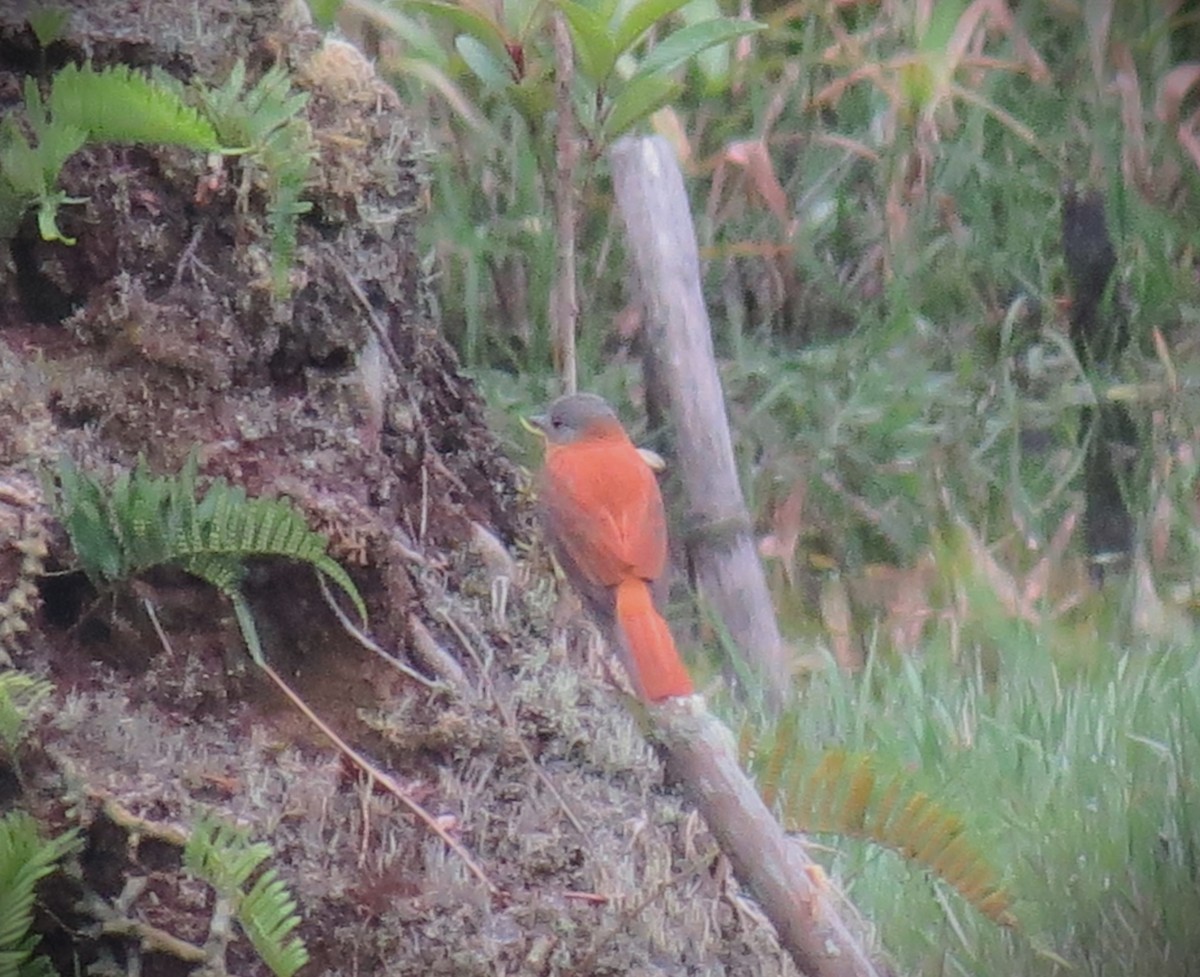 Attila à queue rousse - ML646480579