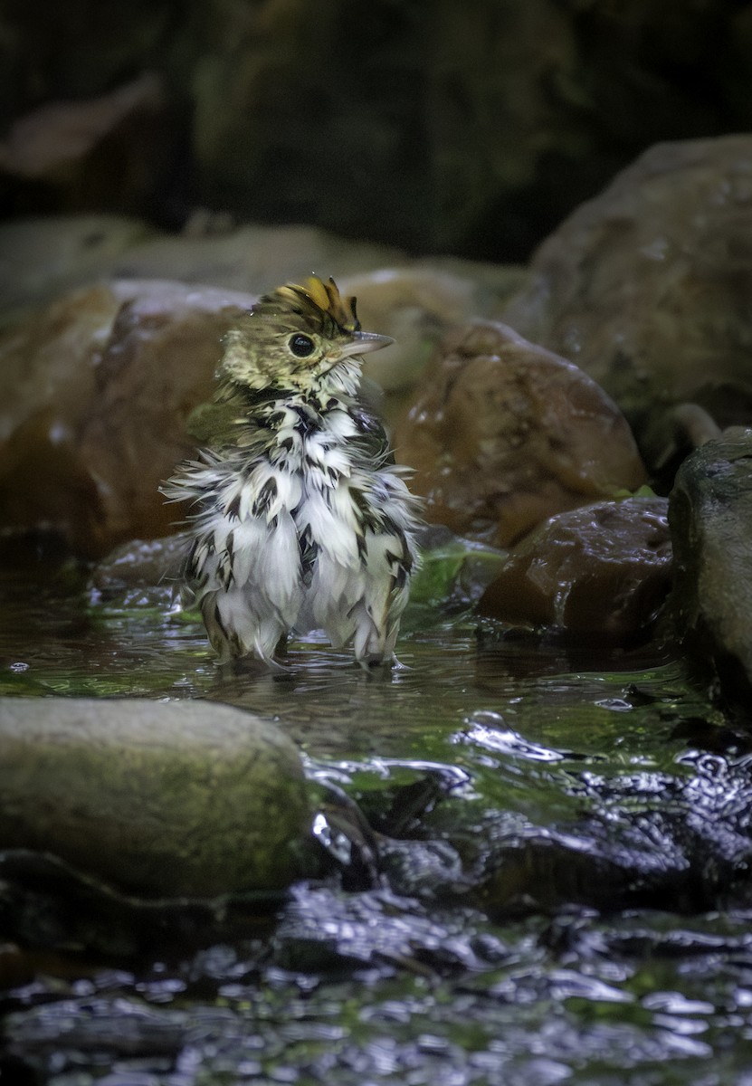 Ovenbird - ML646480581