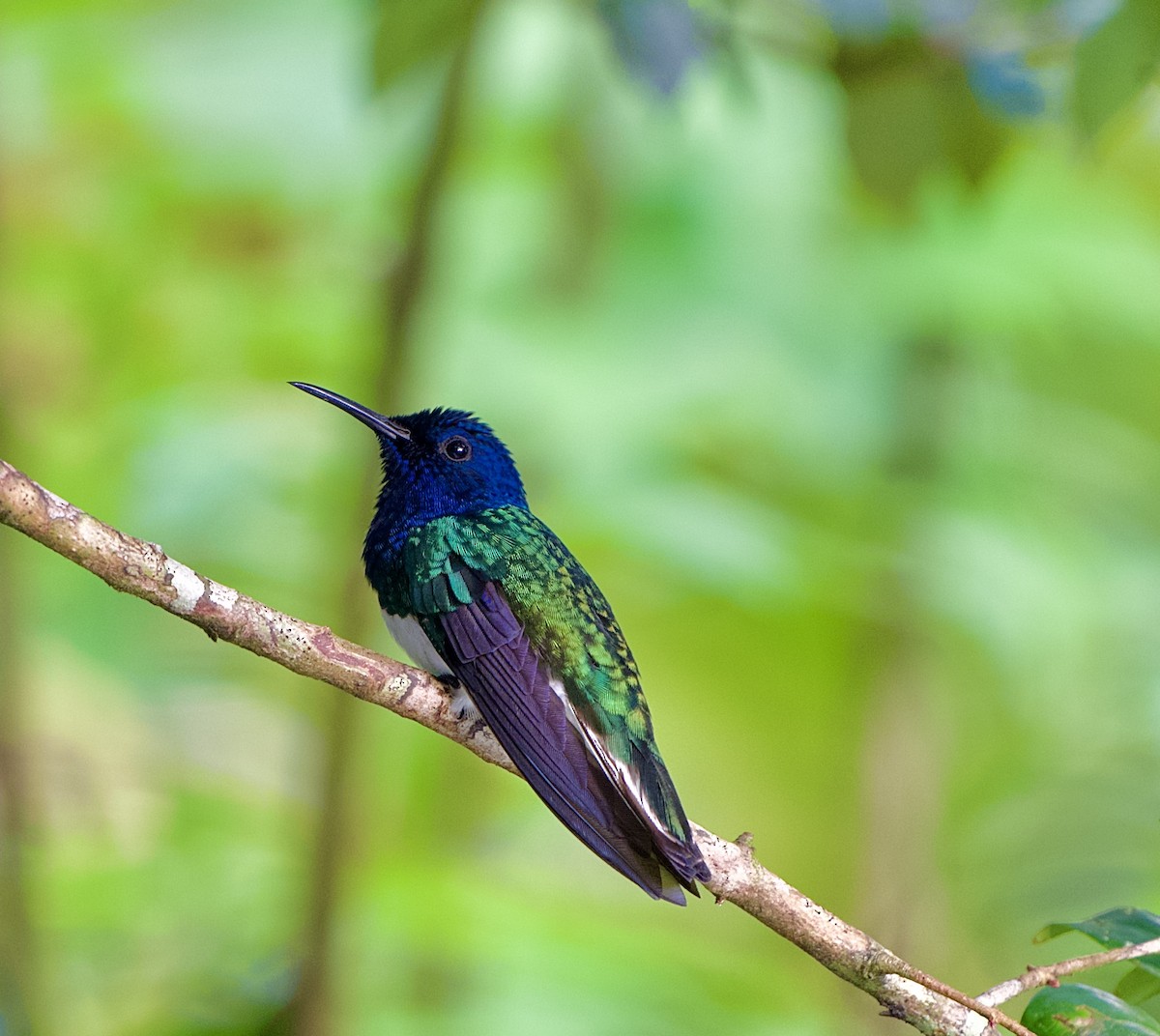 White-necked Jacobin - ML646480582