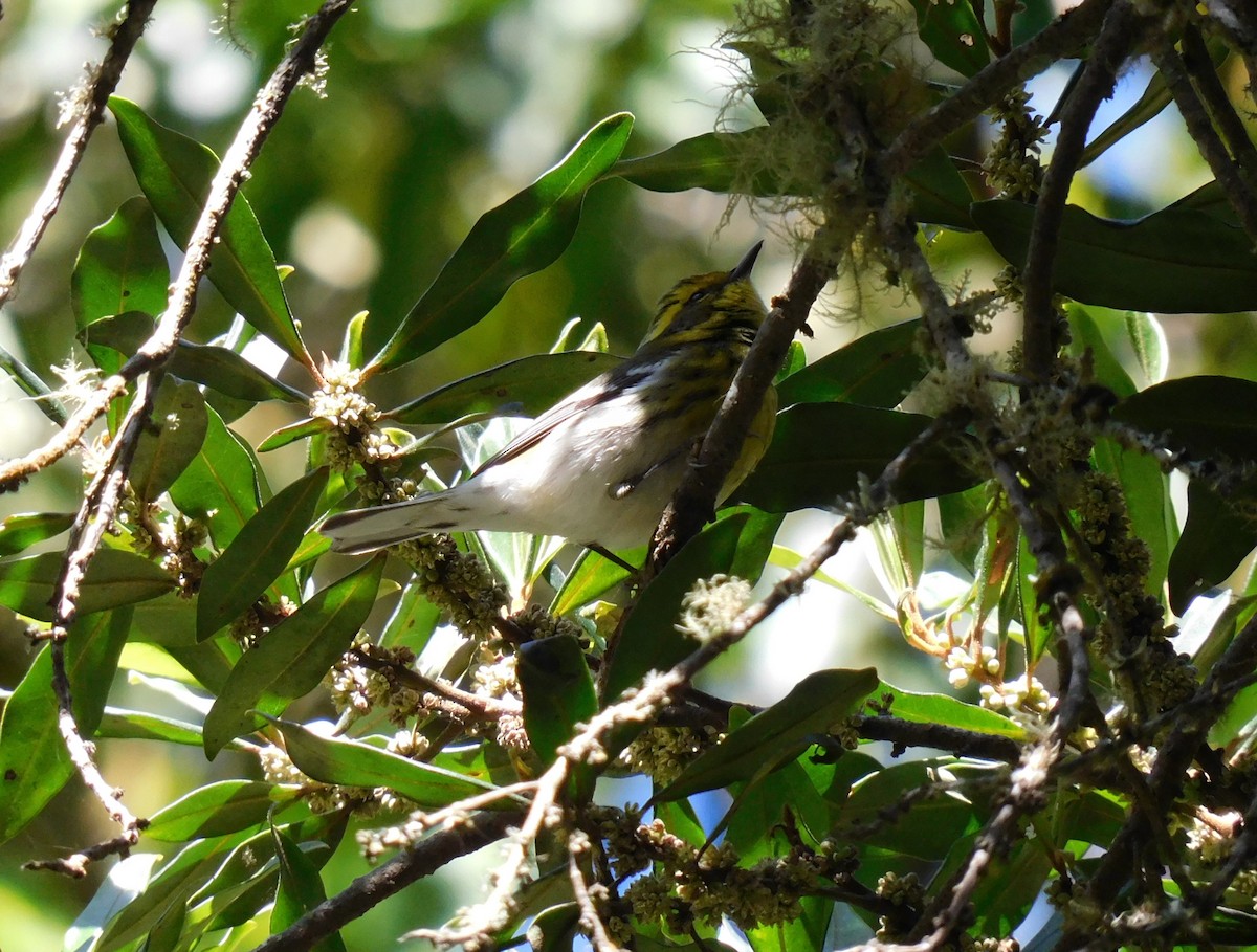 Townsend's Warbler - ML646480584