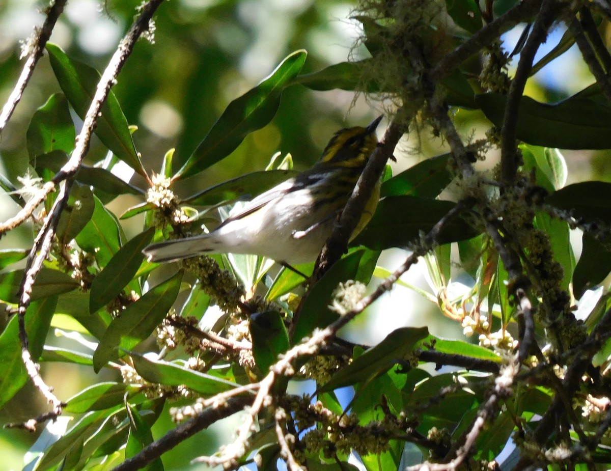 Townsend's Warbler - ML646480585