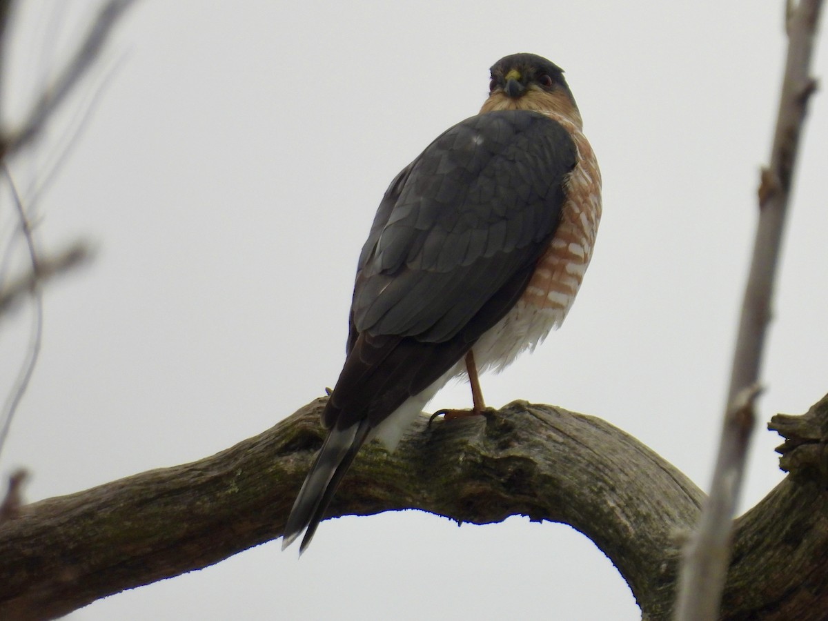 Sharp-shinned Hawk - ML646480587
