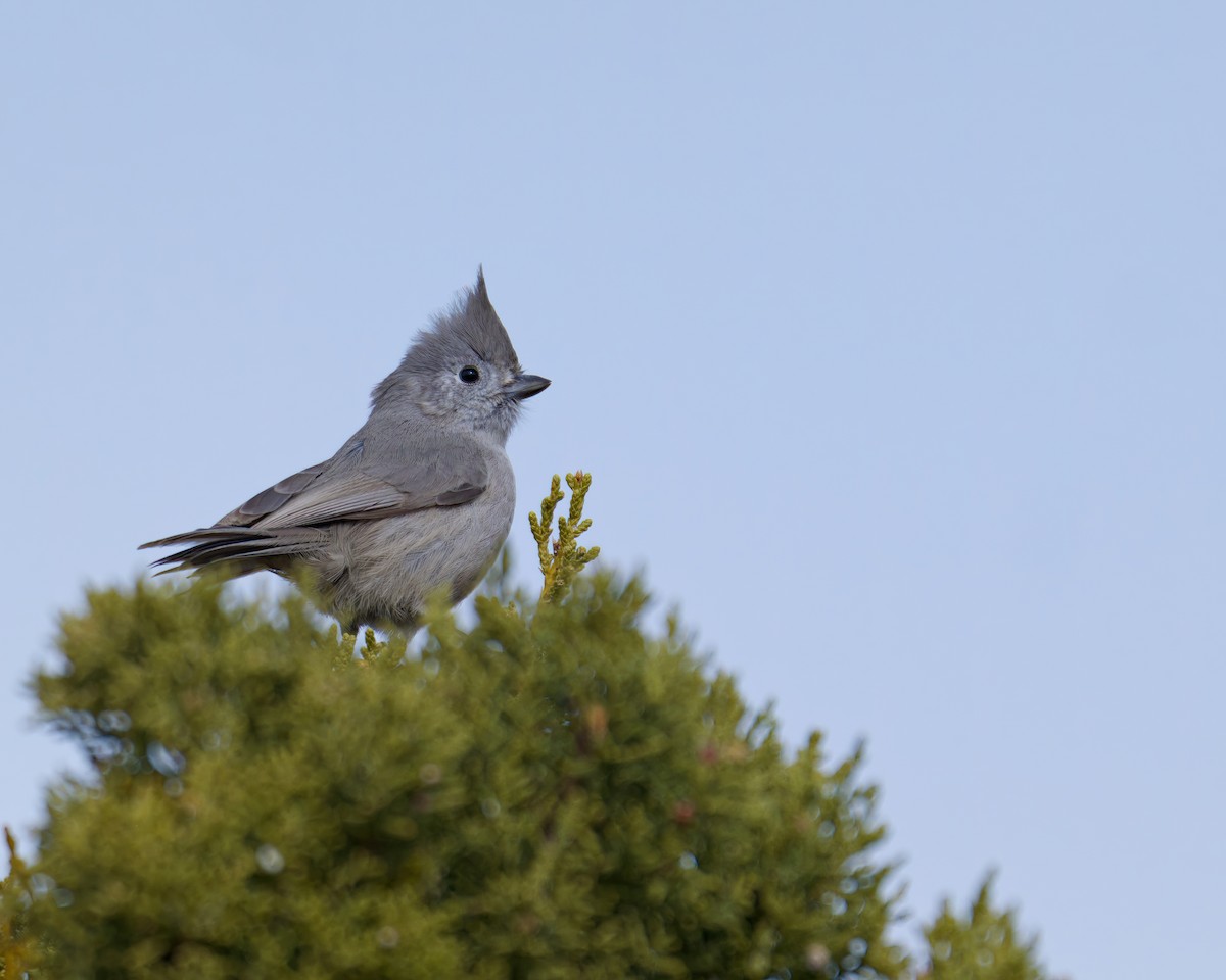 sýkora jalovcová - ML646480589