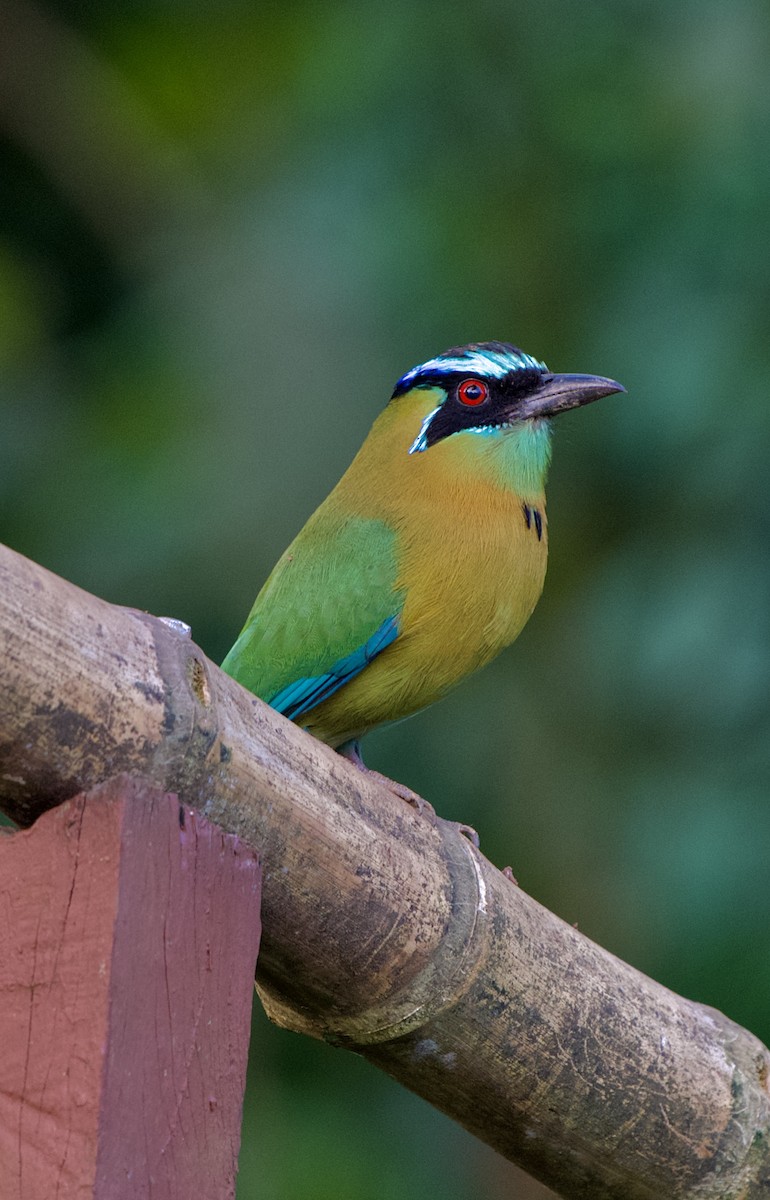 Lesson's Motmot - ML646480592