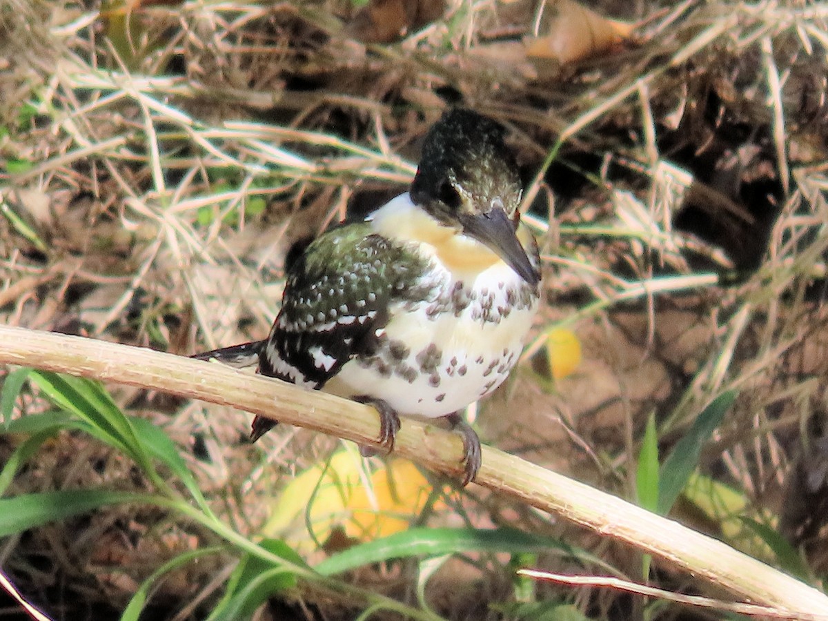 Green Kingfisher - ML646480602