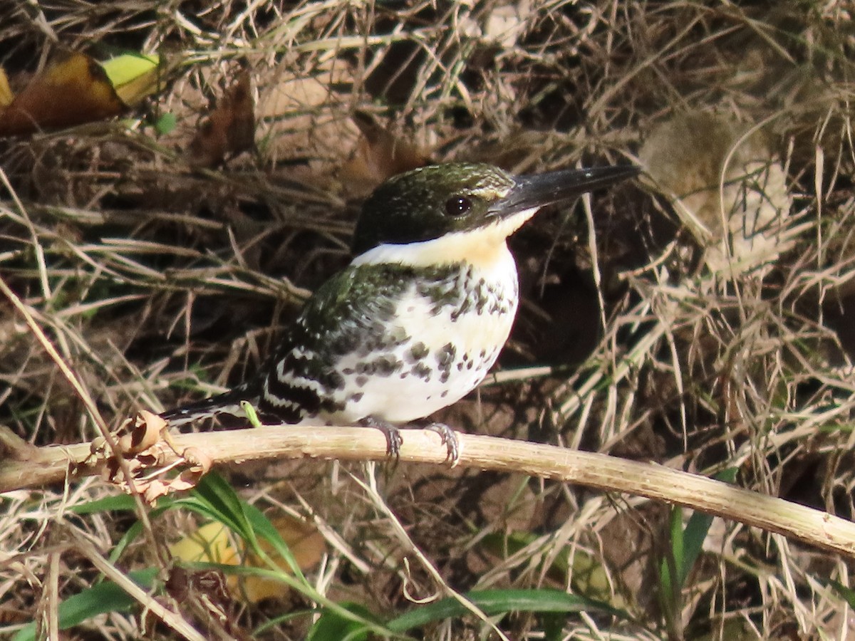 Green Kingfisher - ML646480603
