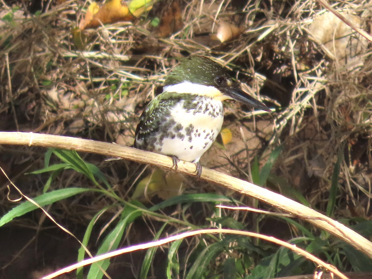 Green Kingfisher - ML646480604