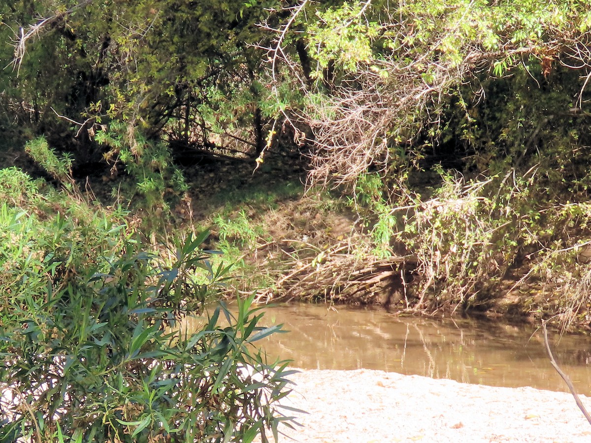 Green Kingfisher - ML646480605
