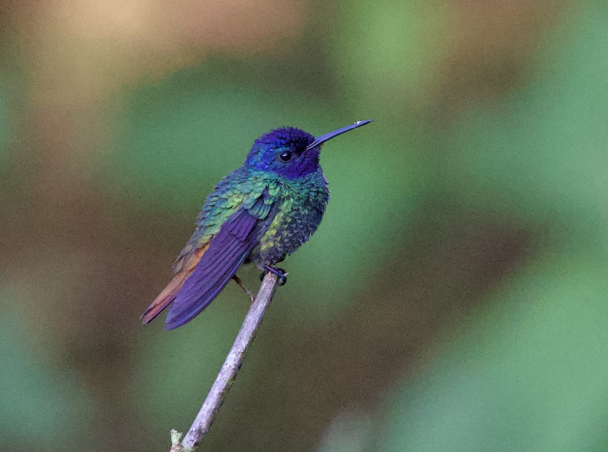 Altın Kuyruklu Zümrüt - ML646480606